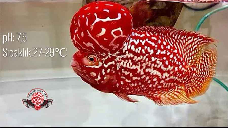Flowerhorn akvaryumu nasıl olmalı