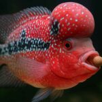 Flowerhorn yem fiyatları