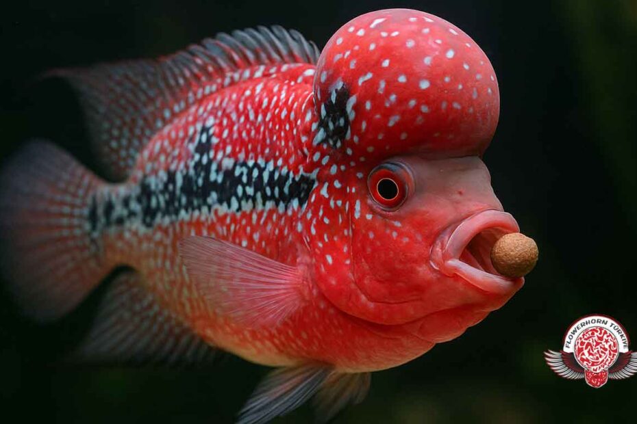 Flowerhorn yem fiyatları